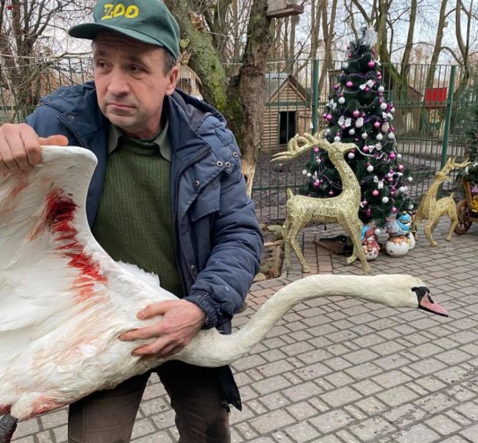 Раненую птицу забрали в Луцкий зоопарк / фото Луцкий зоопарк Раненую птицу забрали в Луцкий зоопарк / фото Луцкий зоопарк