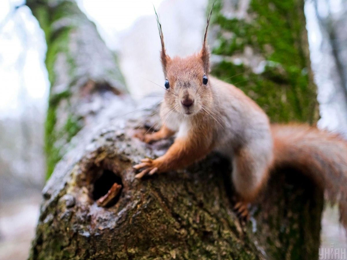 На выходных в Украине будет сухо из-за антициклона / фото УНИАН