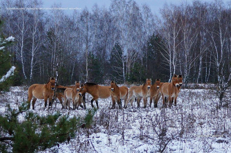 Лошади стоят на заснеженном поле / фото Станислав Гуменюк Лошади стоят на заснеженном поле / фото Станислав Гуменюк