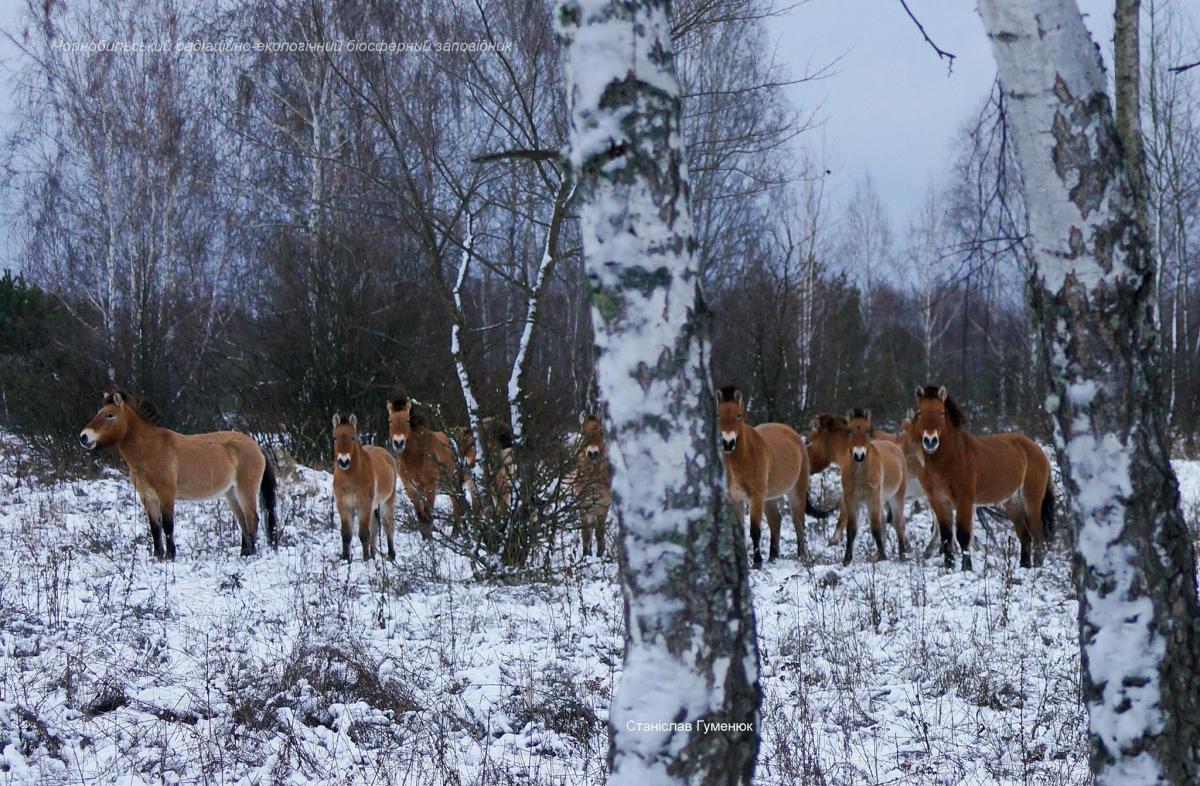 фото Станислав Гуменюк фото Станислав Гуменюк