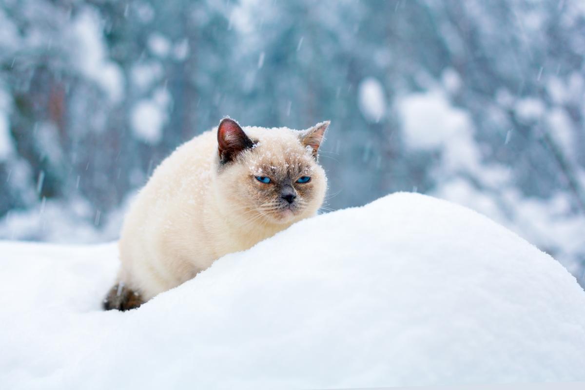 Погода на зиму / Фото ua.depositphotos.com