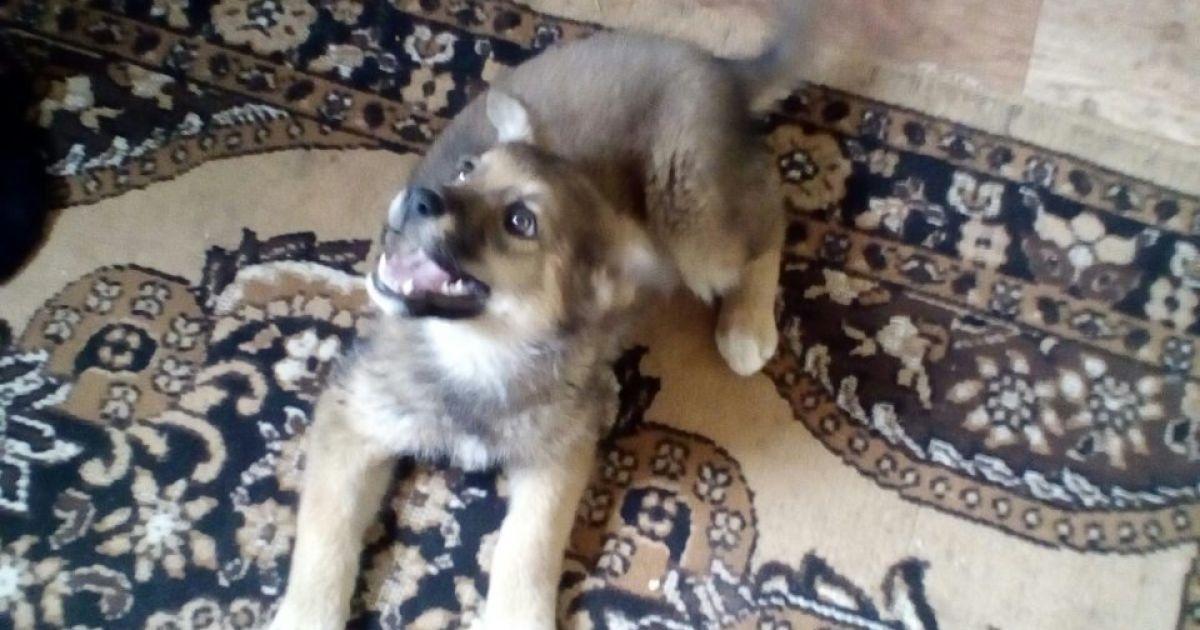 Для цуценяти шукають нового хазяїна / фото ТСН Для цуценяти шукають нового хазяїна / фото ТСН