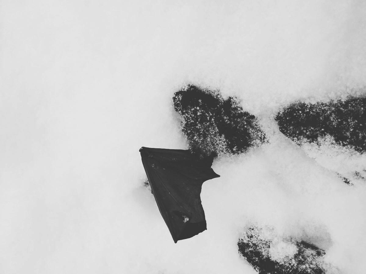 Волонтери просять звертатися до них, якщо ви знайдете кажанів у себе в приміщенні / фото facebook.com/KharkivBatGroup Волонтери просять звертатися до них, якщо ви знайдете кажанів у себе в приміщенні / фото facebook.com/KharkivBatGroup