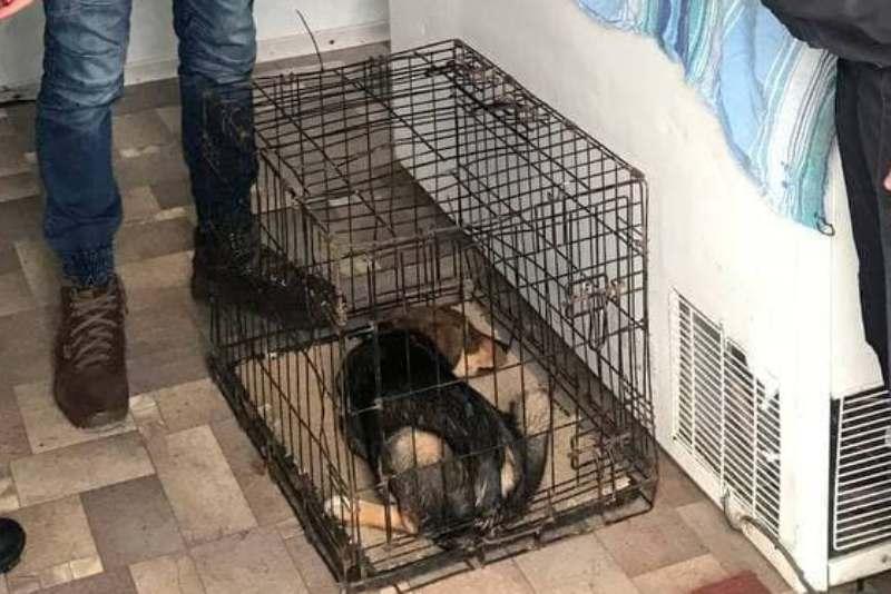 Обессиленную собаку передали в приют для животных / фото /t.me/cherkasypatrolpolice Обессиленную собаку передали в приют для животных / фото /t.me/cherkasypatrolpolice