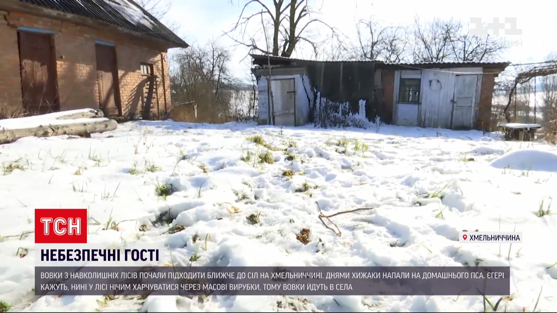 Следы волков нашли возле самых домов / скриншот из видео Следы волков нашли возле самых домов / скриншот из видео