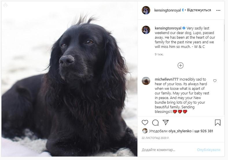 Пес Лупо, который прожил с герцогами Кембриджскими восемь лет / фото instagram.com/kensingtonroyal Пес Лупо, который прожил с герцогами Кембриджскими восемь лет / фото instagram.com/kensingtonroyal