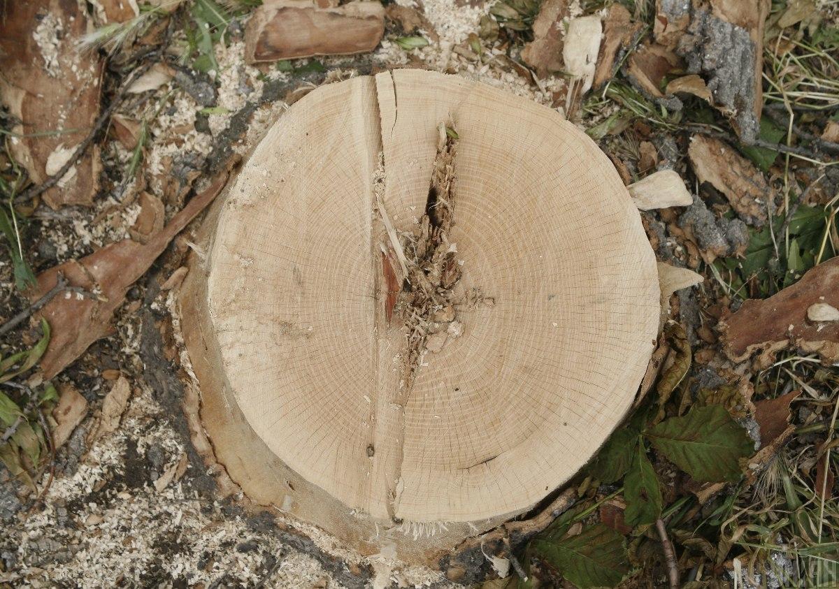 Предусмотрен штраф от 8,5 до 17 тысяч гривень за умышленное уничтожение деревьев и других зеленых насаждений / фото УНИАН