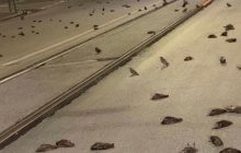 "Дождь" из мертвых птиц: в Риме сотни пернатых погибли из-за фейерверков (фото, видео)