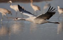 В заповеднике "Аскания-Нова" вымерли более 180 краснокнижных журавлей, полиция начала расследование