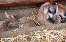 Перше поповнення у новому році: в Одеському зоопарку народилися камерунські вівці (фото)