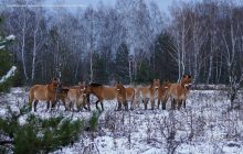 Опубликованы снимки лошадей Пржевальского в Чернобыльской зоне (фото)