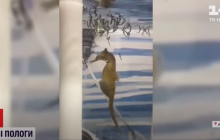 Необычные роды морского конька показали в сиднейском аквариуме (видео)