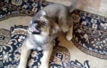 В Умані підлітки повісили цуценя й з реготом спостерігали, як воно задихається