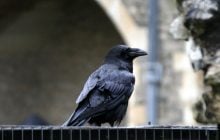 New York Times: Королева воронов исчезла, и Британия нервничает из-за пророчества о смерти королевства