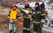 В Одеській області врятували двох молодих лебедів, що вмерзли в лунки водойм (фото)