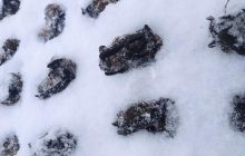 Пример человеческой жестокости: украинцев просят не выбрасывать на мороз найденных в своих домах летучих мышей
