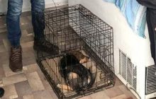 Не хотела гулять: в Черкассах живодер зверски избил собаку (фото)