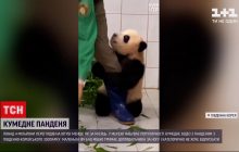 Крепко вцепился за ногу: малыш панды, который не хотел отпускать смотрителя, умилил сеть (видео)