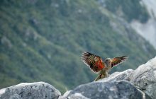 Новая Зеландия может не открыть границы до конца года, а британцам советуют не планировать летний отдых