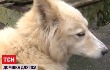 Брошенный у дороги пес в мороз ждал возвращения хозяина (видео)