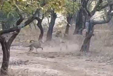 Розмір не має значення: сутичка собаки з левицею в Індії потрапила на відео