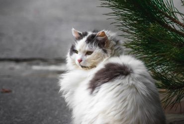 Намек на похолодание: в среду по всей Украине снизится температура (карта)