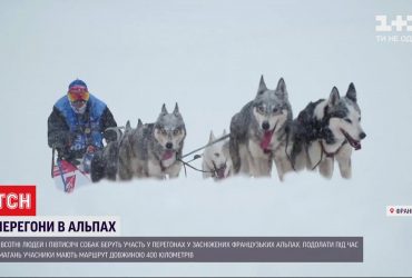 Хвостаті гонщики: у французьких Альпах тривають щорічні перегони на собаках