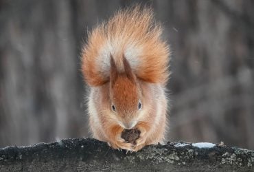 Кінець потеплінню: на вихідних в Україну повернуться морози (карта)