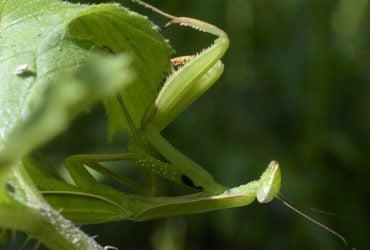 Рідкісні хижаки: екологи розповіли, як поводитися з богомолами