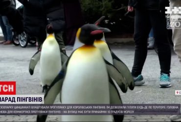 У американському зоопарку влаштували прогулянку для королівських пінгвінів