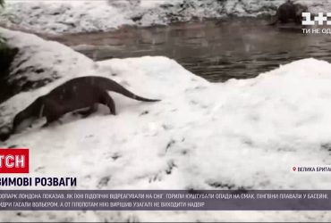 Снігова радість: Лондонський зоопарк показав розваги своїх підопічних