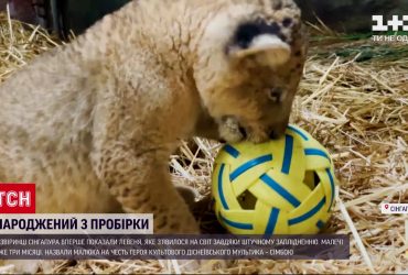 У звіринці Сінгапура показали левеня, яке з'явилося завдяки штучному заплідненню