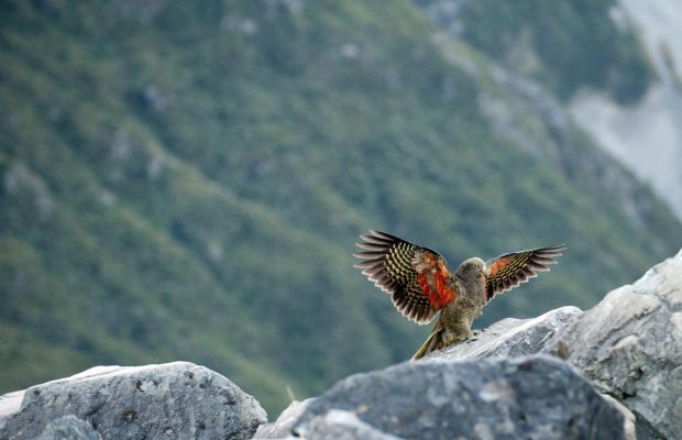 Новая Зеландия может не открыть границы до конца года, а британцам советуют не планировать летний отдых