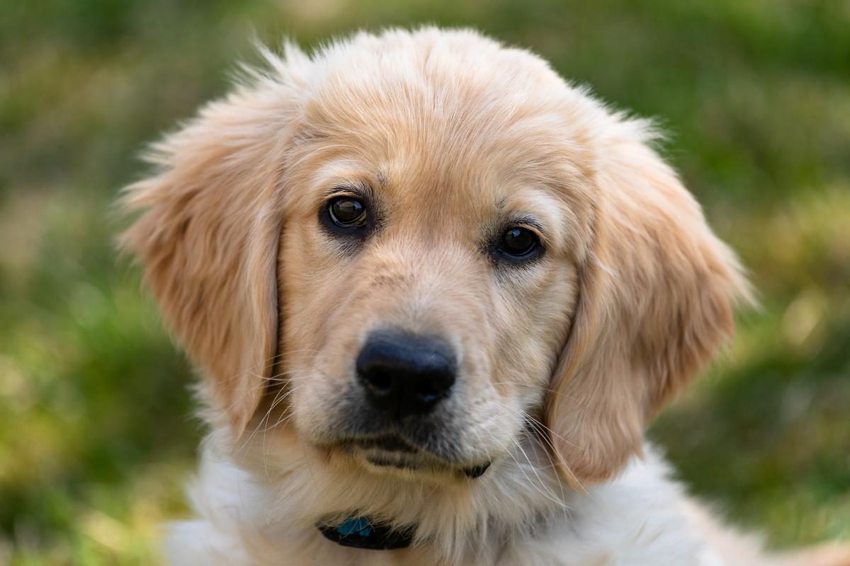 У Києві собаці помилково зробили операцію / фото moderndogmastery.com У Києві собаці помилково зробили операцію / фото moderndogmastery.com