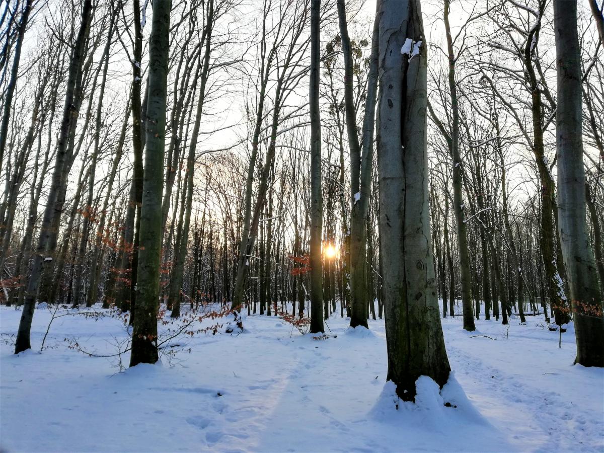 Зимовий ліс теж дуже красивий / фото Марина Григоренко Зимовий ліс теж дуже красивий / фото Марина Григоренко