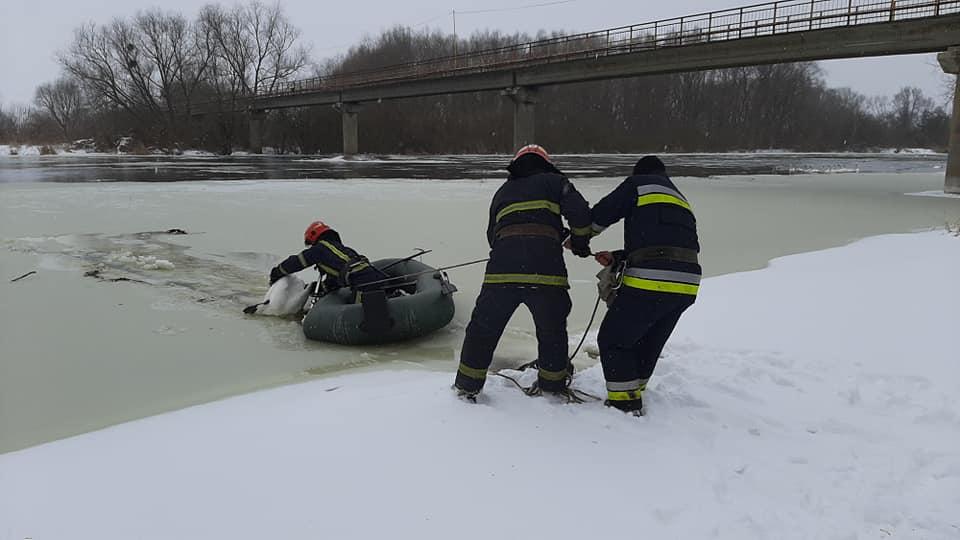 Лебедів звільнили з пастки / фото ДСНС Лебедів звільнили з пастки / фото ДСНС
