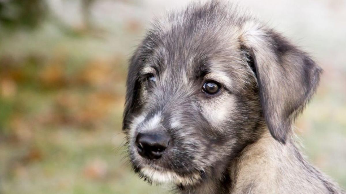 Киевлянин задушил щенков / фото wikipet Киевлянин задушил щенков / фото wikipet