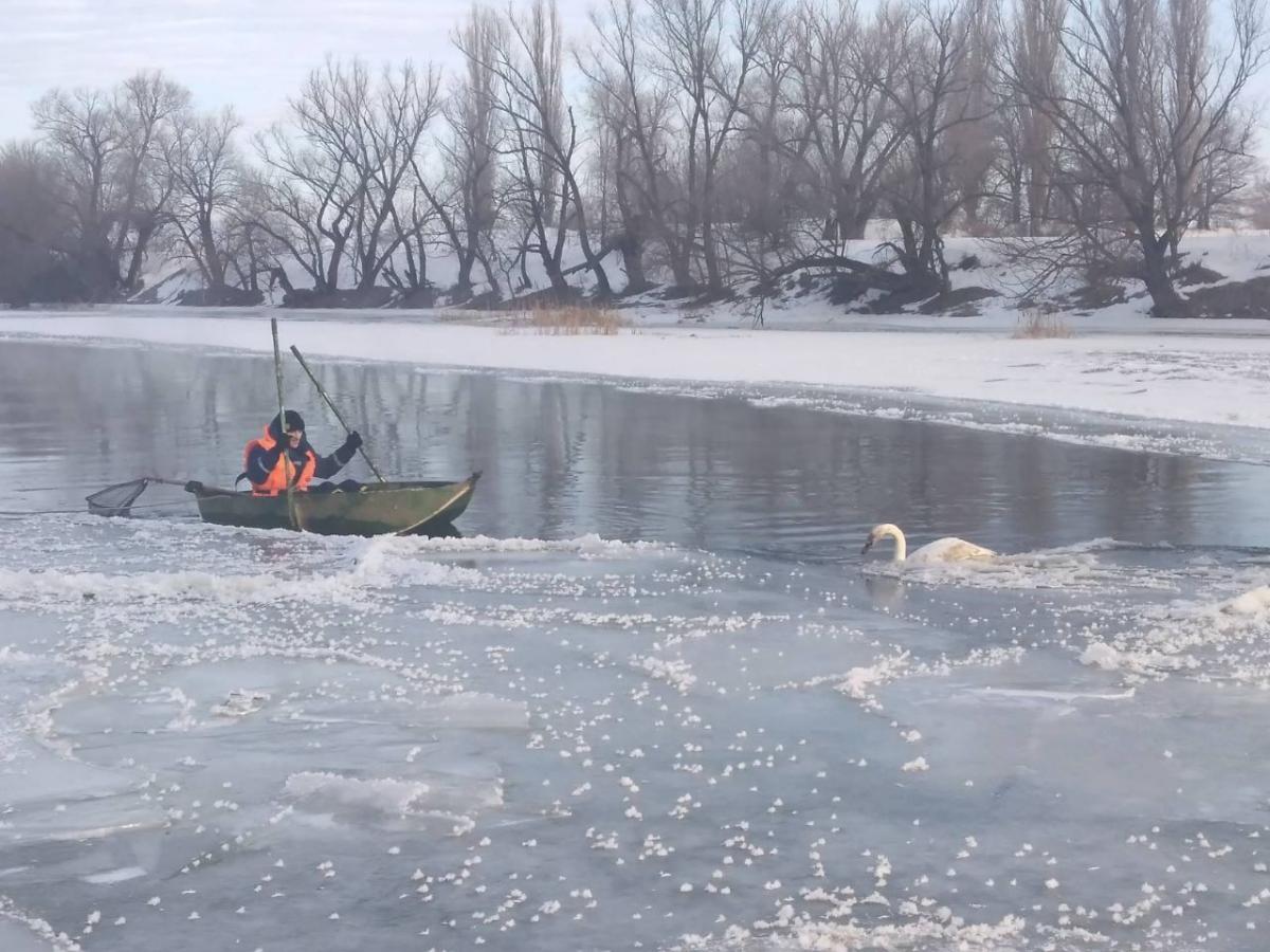 На реке Южный Буг лебедь вмерз в лед, его спасли / фото ГСЧС