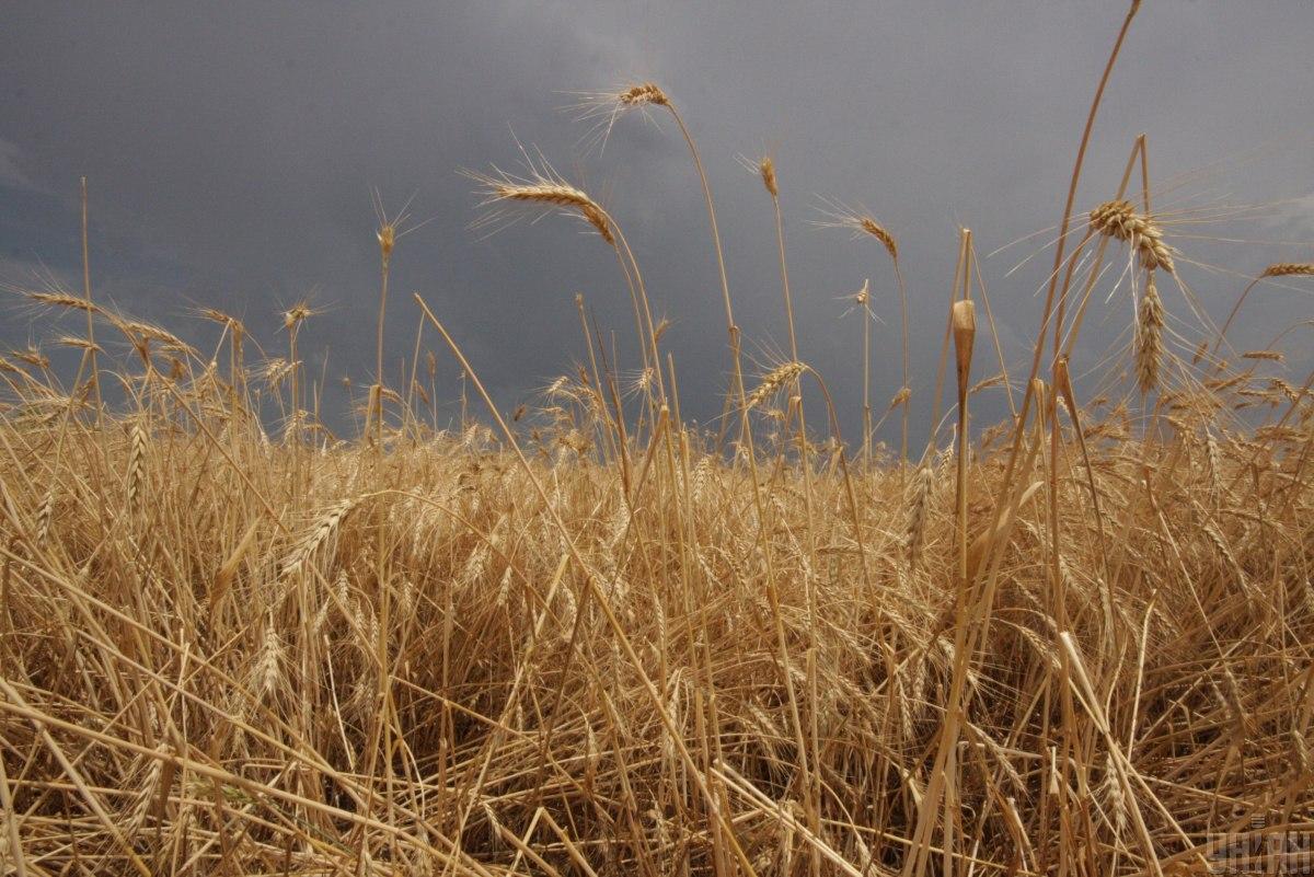 Стоимость газа в значительной степени переносится на стоимость пшеницы и других сельскохозяйственных культур / фото УНИАН, Алексей Сувиров