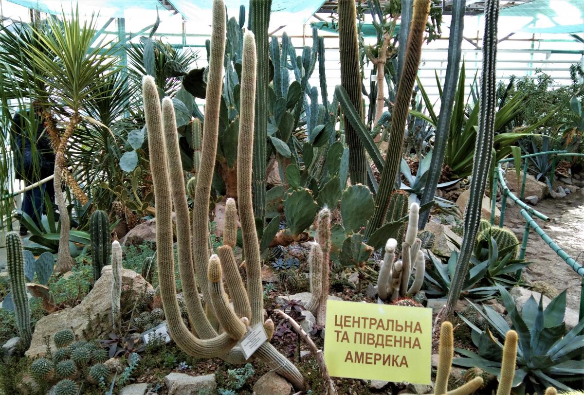 В оранжерее довольно большая коллекция кактусов / фото Марина Григоренко В оранжерее довольно большая коллекция кактусов / фото Марина Григоренко