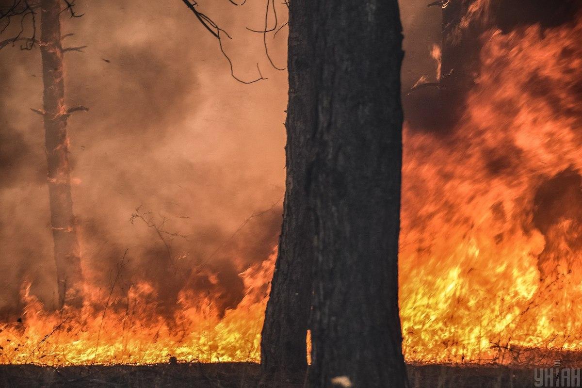 Пожар нанес немалый вред дикой природе / фото УНИАН