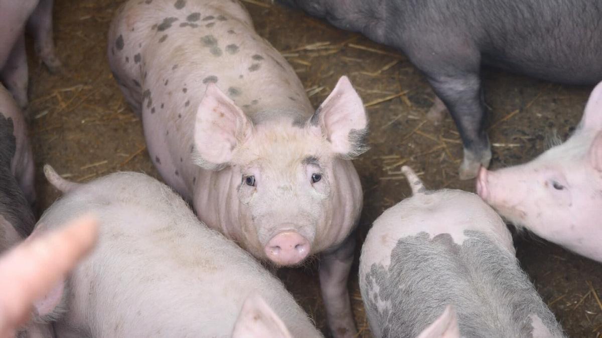 За минулі п’ять років споживання свинини в Україні зменшилося на третину – з 21 кг до 14 кг