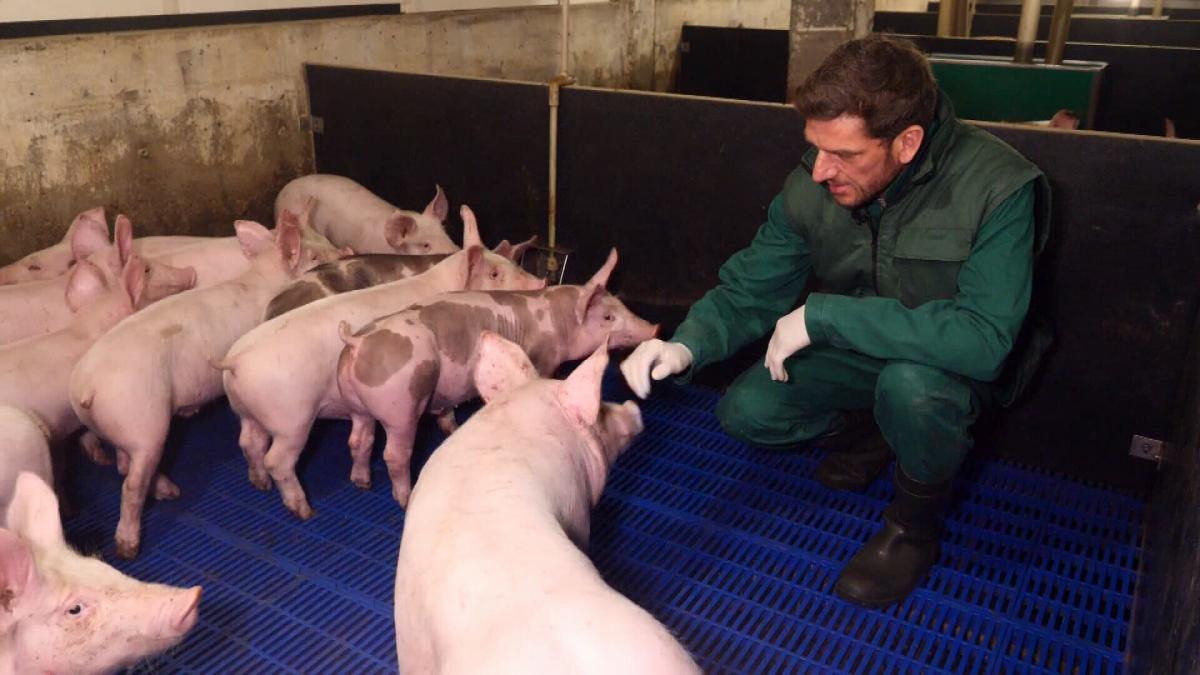 Австрієць Томас Бруннер заснував в Україні бізнес і понад десять років вирощував свиней без антибіотиків