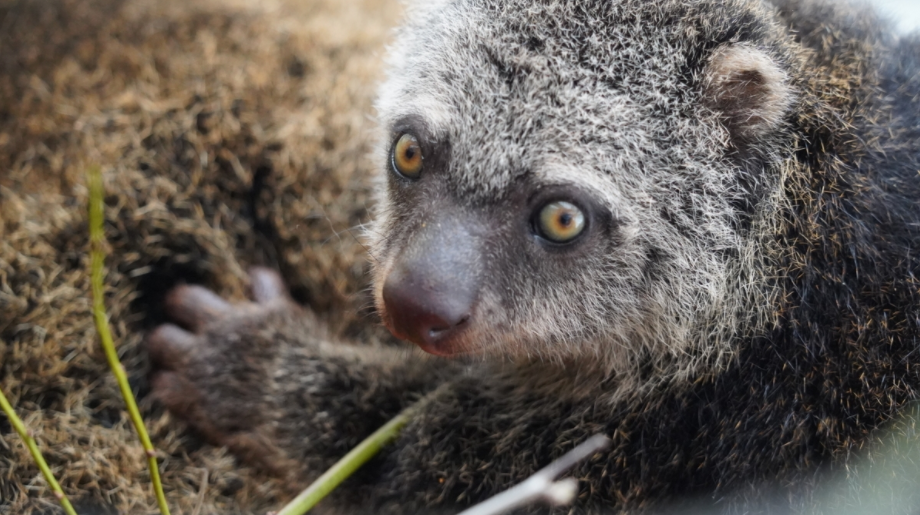 Пол детеныша пока что неизвестен / фото zoo.wroclaw.pl Пол детеныша пока что неизвестен / фото zoo.wroclaw.pl