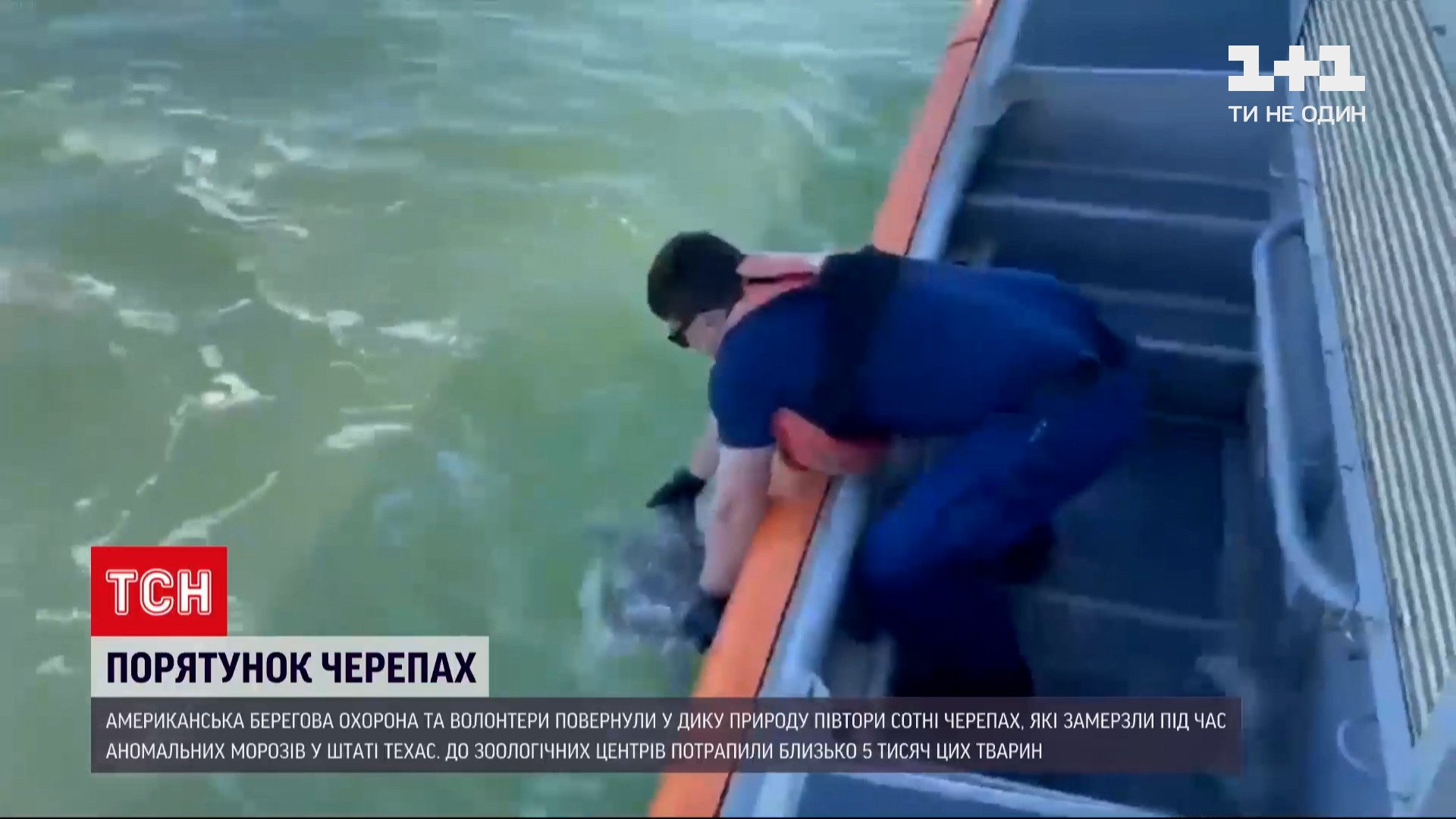 Врятованих черепах випустили на волю в США Врятованих черепах випустили на волю в США