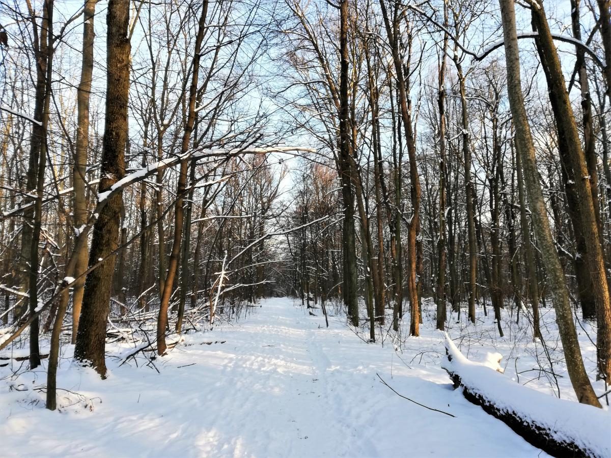 Фото Зимний Голосеевский лес 05 февраля 2021