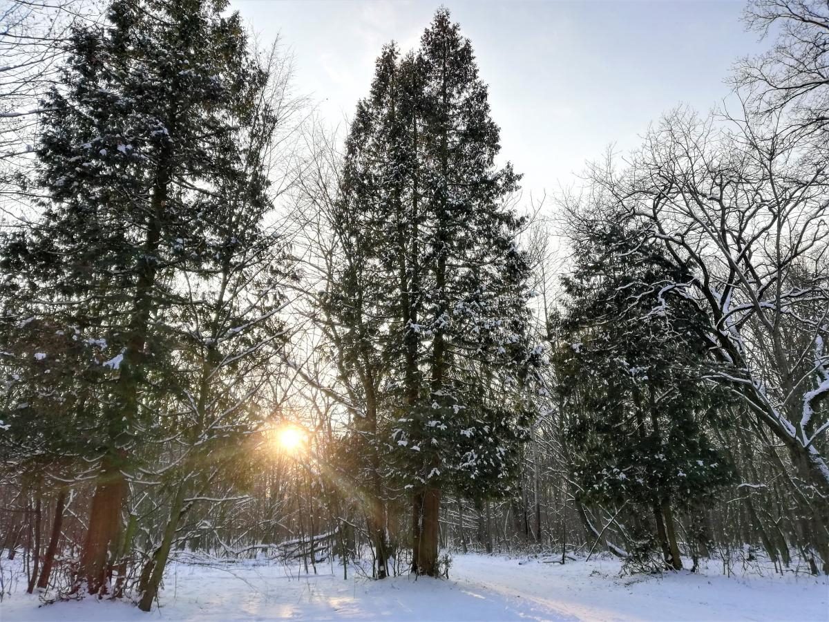 Фото Зимний Голосеевский лес 05 февраля 2021