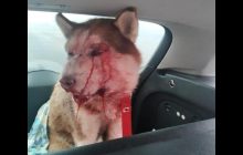 Жестокое избиение хаски под Одессой: зоозащитники "проучили" живодера