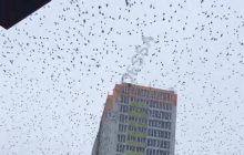 В Одессе из-за аномальной погоды началось нашествие скворцов (видео)