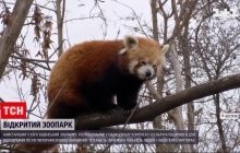 Фурор панд і пінгвінів: найстаріший у світі зоопарк відкрили для відвідувань після карантину (відео)